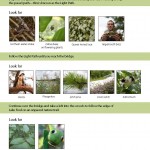 Biodiversity_Brochure_2015_Page_03