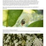 Biodiversity_Brochure_2015_Page_15