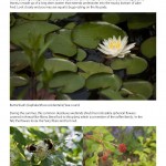 Biodiversity_Brochure_2015_Page_18