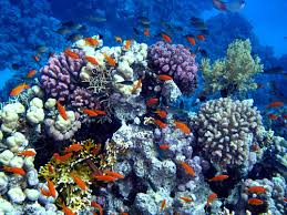 Panama Marine Life - Coral Reefs | Panama is said to have on… | Flickr