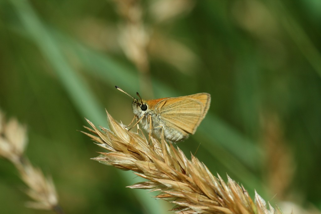 European skipper showing the "ray" across hind wing that might be a helpful ID feature, Stockton Hospital Field, 6-12-13