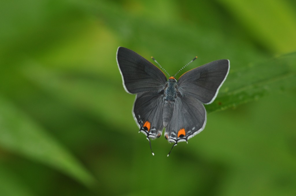 Dorsal view of gray hairstreak, photo by Will Kerling, 6-16-13.
