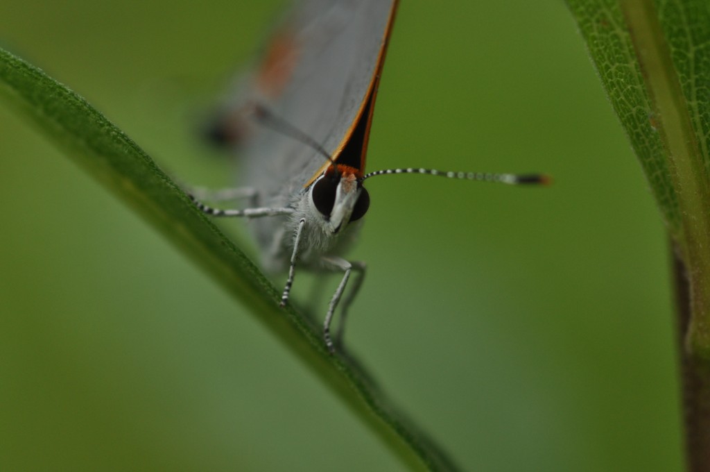 Check out those eyes! Gray hairstreak, photo'd by Will Kerling, 6-16-13.  