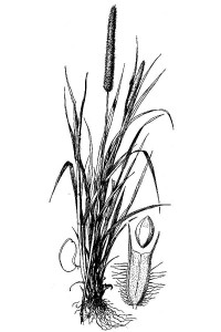 Timothy grass, Phleum pratense, from A.S. Hitchcock, Manual of the grasses of the United States (1950).