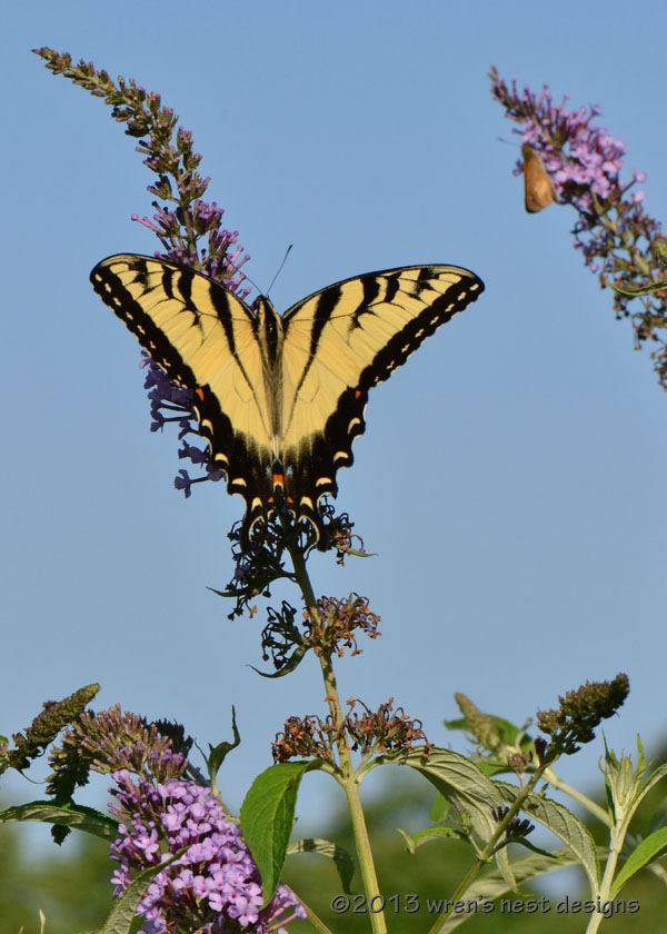 Tiger swallowtail on Buddleia photod' by Amy Gaberlein in Goshen on 7-17-13/