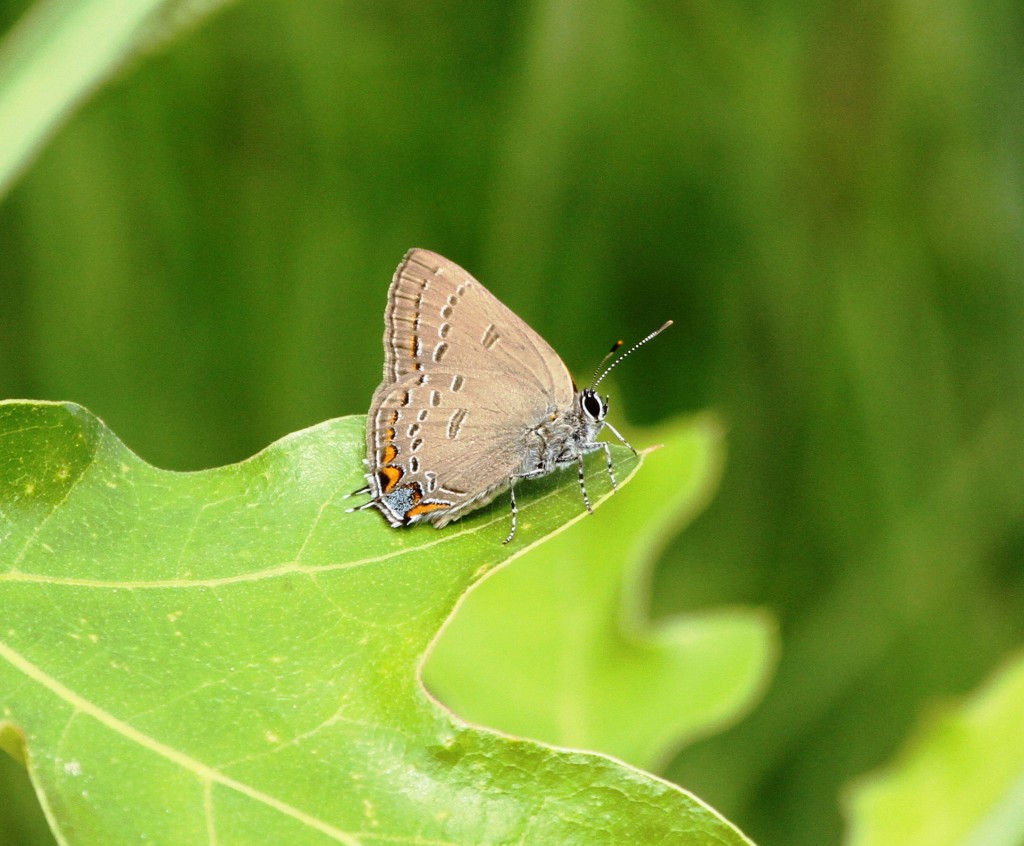 Brian Johnson found and photo'd this Edward's hairstreak posed on its host plant (scrub oak, Quercus ilicifolia) along the Hesstown powerline on 7-3-13.