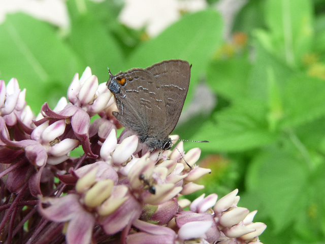 Banded hairstreak at Audubon (Camden County), photo'd by Chrus Herz, 6-12-13.