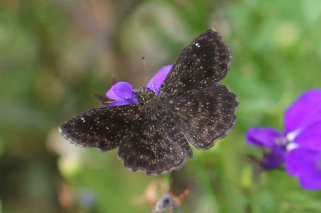 Hayhurst's scallopwing, photo'd by Jesse Amesbury, Cape May Courthouse, 7-20-13