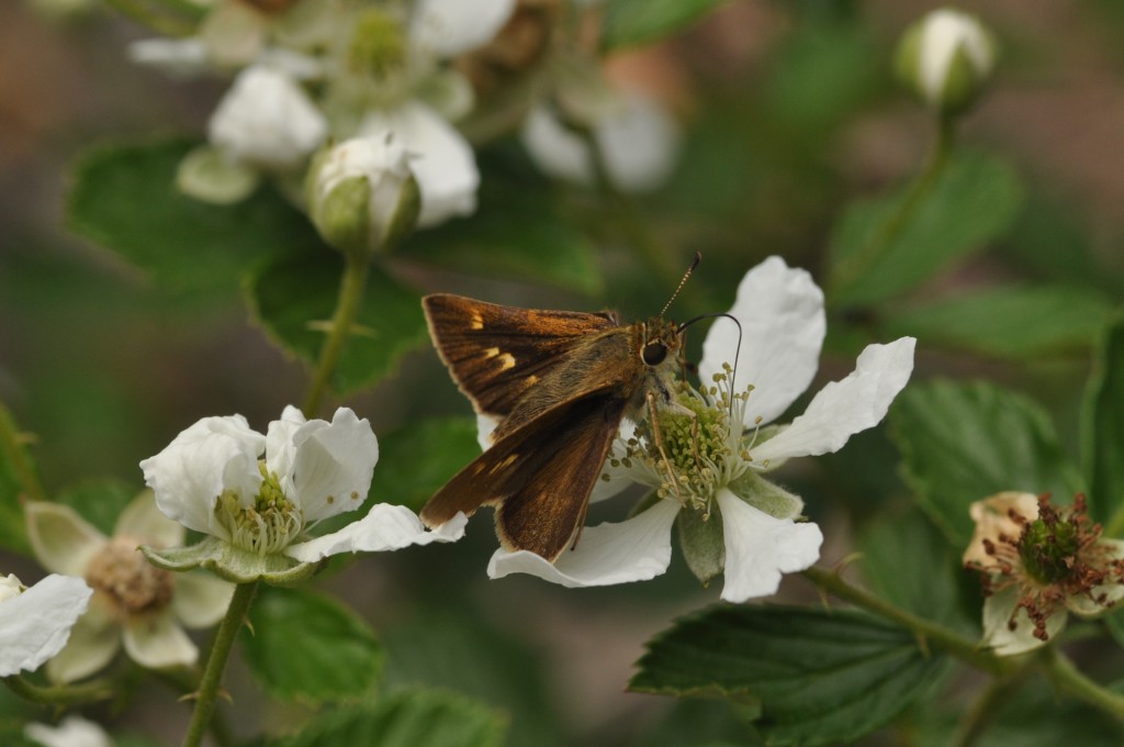 Little glassywing in Cape May County, photo'd by Will Kerling on 6-6-13.