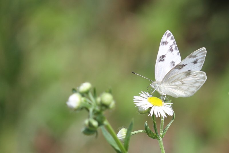 Female checkered white in Salem County, photo'd by Dave Amadio on 7-26-13.
