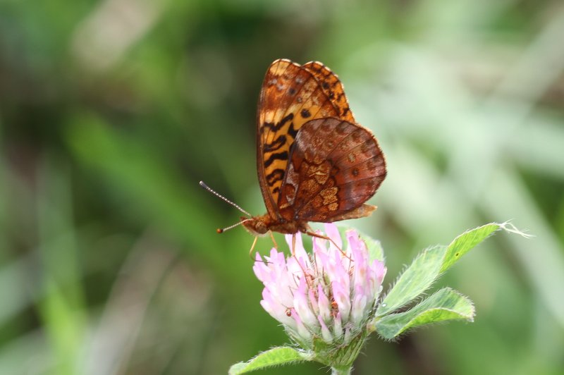Meadow fritillary photo'd by Dave Amadio in Salem County on 8-9-13.