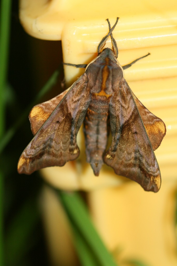 Small-eyed sphinx moth, Paonias myops, in Jamie Cromartie's backyard, Atlantic County, 8-10-13.