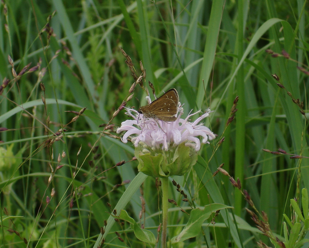 Dotted skipper at Colliers Mills WMA, photo'd by Steven Glynn on 7-10-13.  