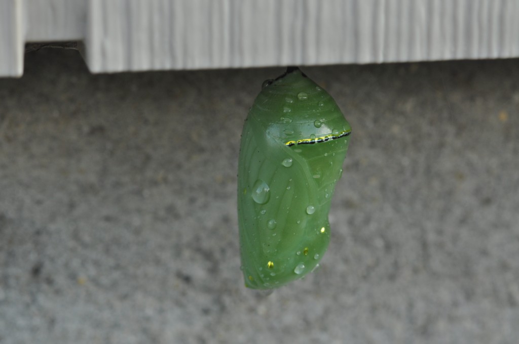Monarch chrysalis, photo'd by Will Kerling 8-11-13.