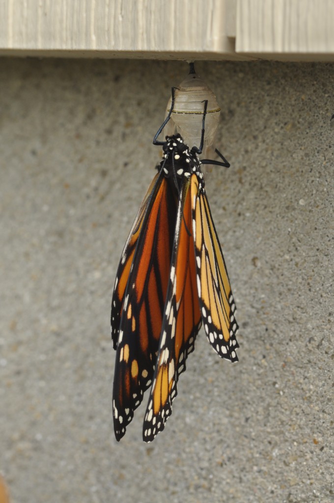 Monarch drying its wings after emerging from its chrysalis, photo'd by Will Kerling in  Cape May County 8-11-13.