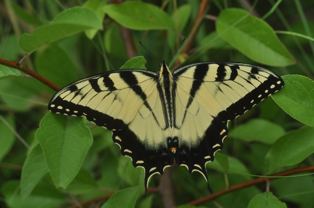 Eastern tiger swallowtail in Cape May Courthouse, photo'd by Will Kerling on 7-4-13.