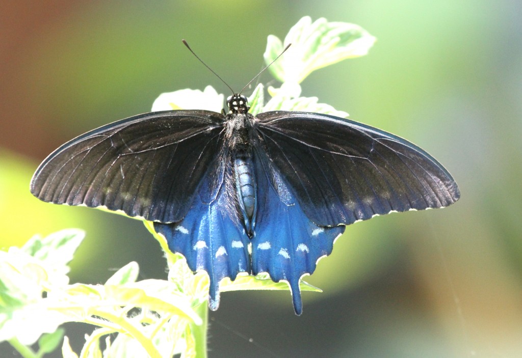 Pipevine swallowtail photo'd by Brian Johnson in Villas (Cape May County) on 8-26-13.