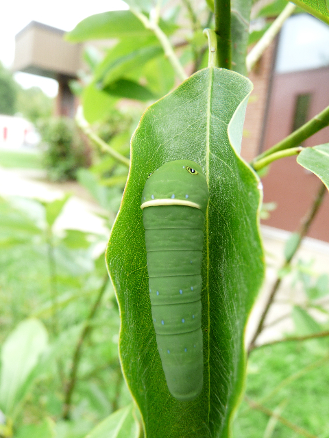 Tiger swallowtail caterpillar photo'd by Chris Herz in Haddon Township (Camden County) on 8-30-13.
