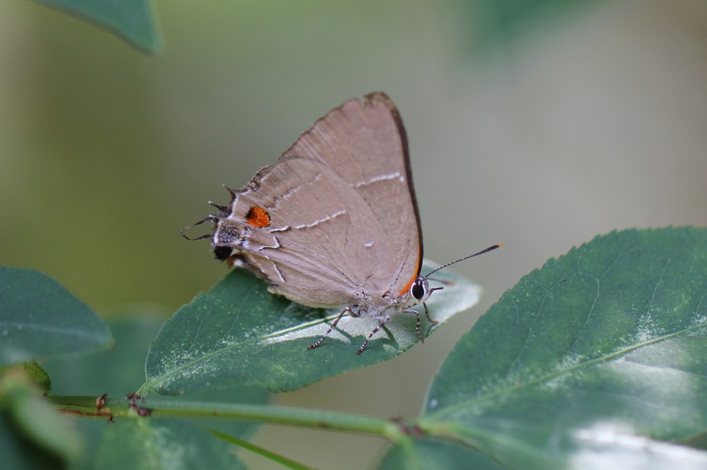 White-m hairstreak photo'd by Jesse Amesbury in his garden in Cape May Courthouse 8-21-13.