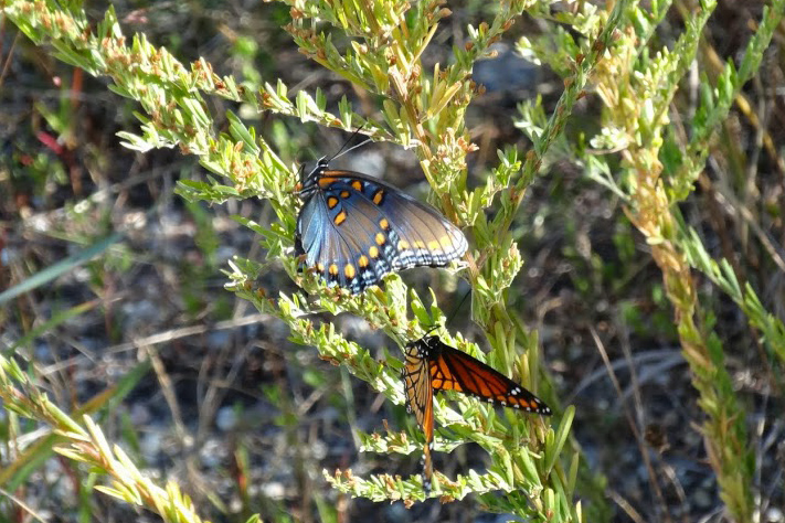 Viceroy apparently attempting to mate with a red-spotted purple, its close relative, photo'd by Jack Miller 9-20-13 in Petersburg..