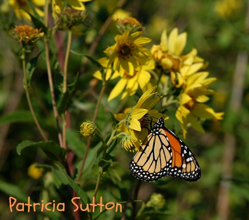 Monarch-GiantSunflower-byPatSutton(001)-w-txt.jpg