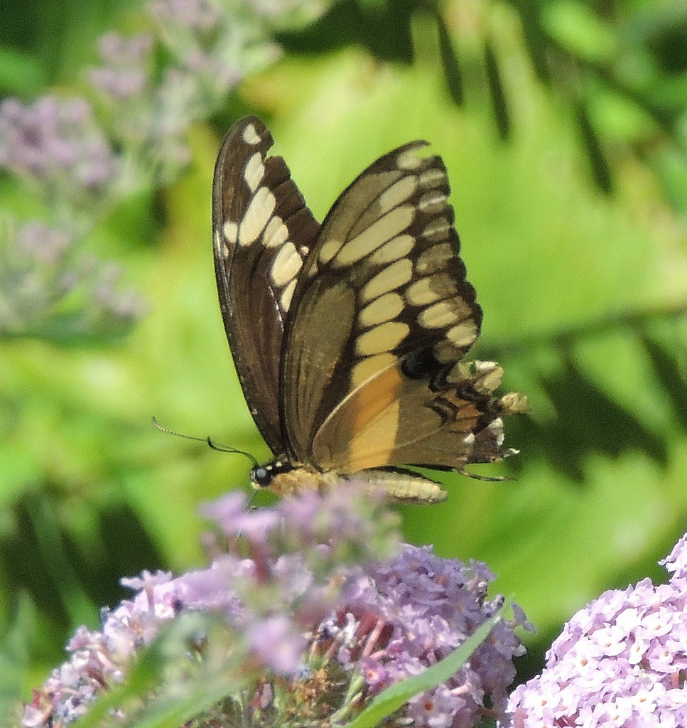 This giant swallowtail photographed by Ruth Cranmer in her garden in Mt Laurel (Burlington Co) on 8-31-13 was one of two or three found in August.  Reports have now continued into September in what seems to be a mini-invasion of the species.  