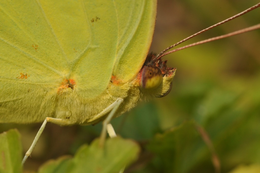 Macro close-up of cloudless sulphur by Will Kerling 8-29-13.