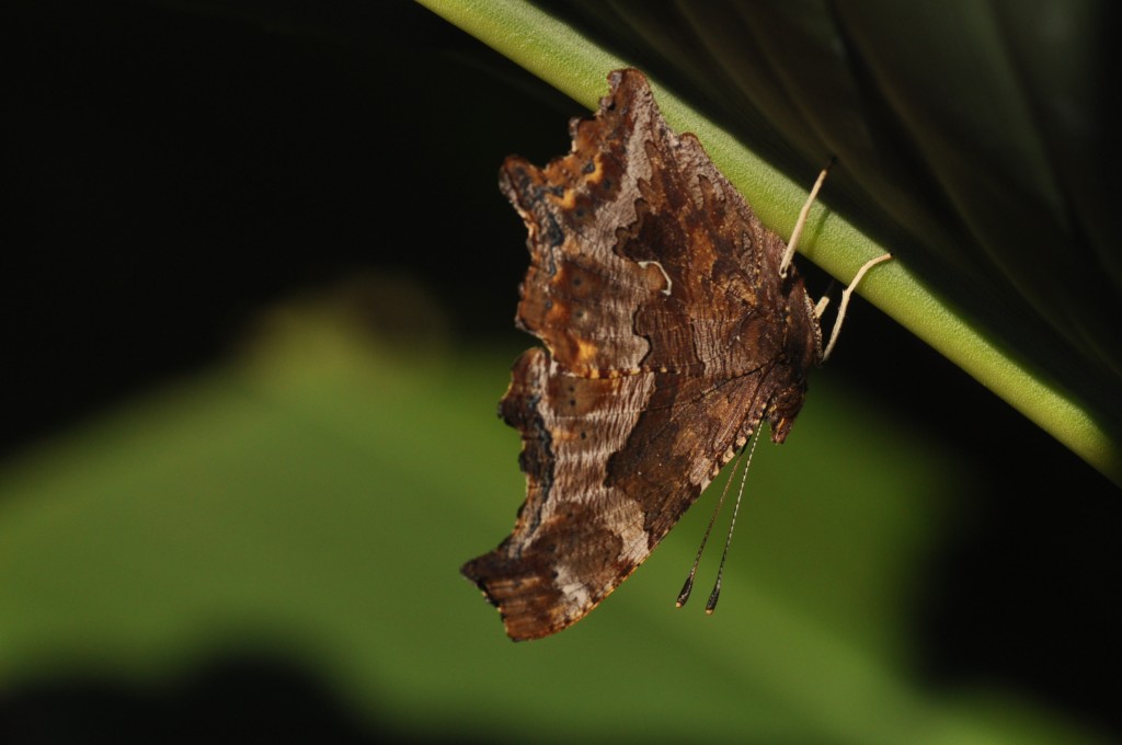 Eastern comma photo'd by Will Kerling on 9-10-13.