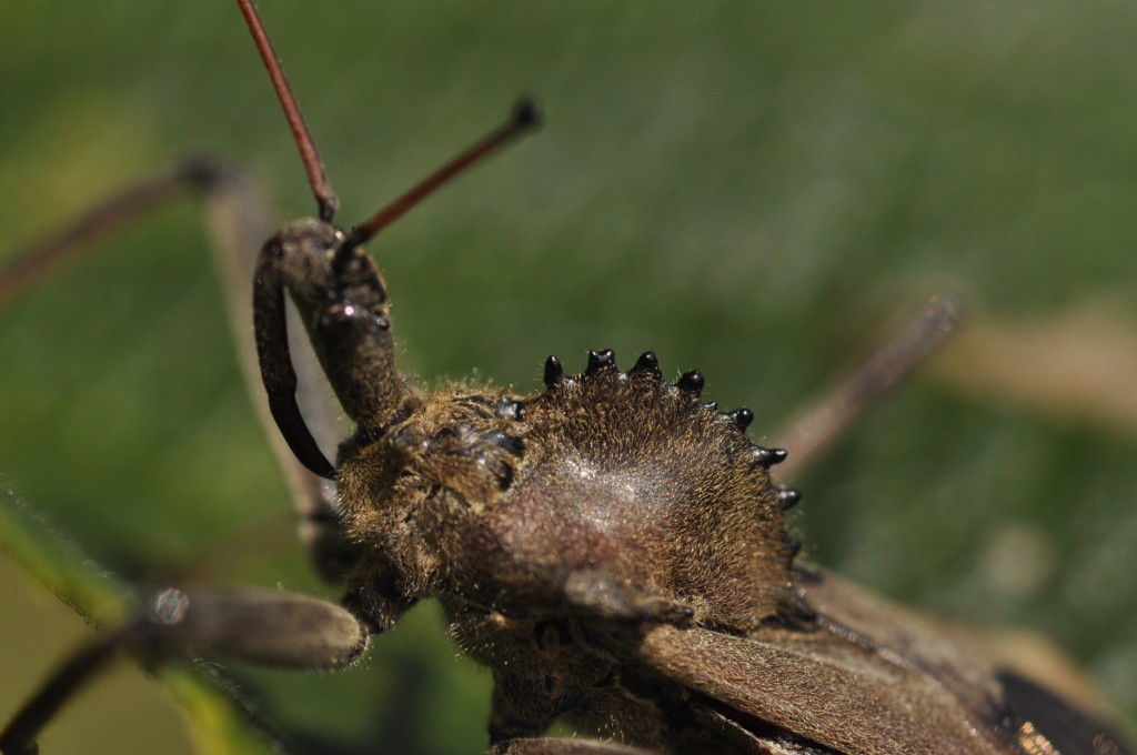 WKHBwheelbug