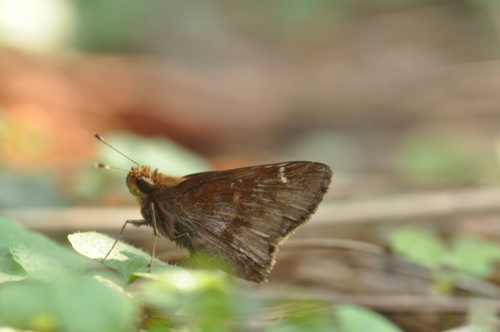 WKerlingcloudedskipper100513