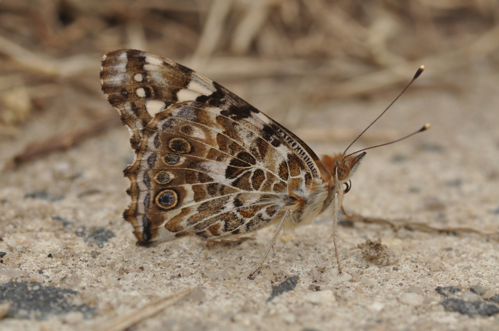 Underside of Painted Lady on Sidewalk