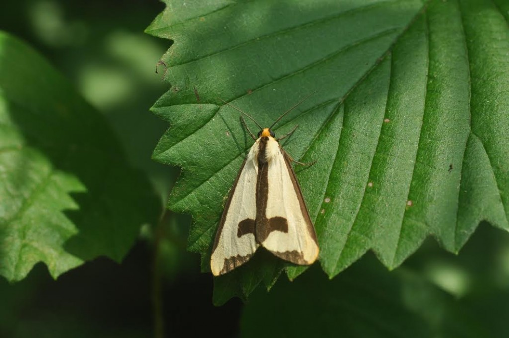 Adult Clymene moth at Avalon Golf Links, July 19, 2012, by Will Kerling.