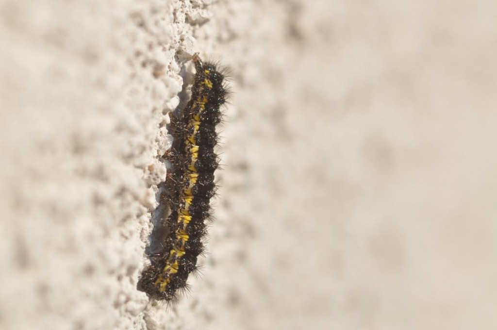 Cylmene moth caterpillar, Haploa clymene, photo'd by Will Kerling at Atlantic Cape Community College on February 13th