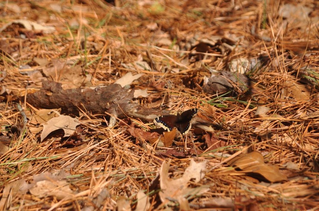 Our first mourning cloak of 2014, photo'd by Will Kerling at High's Beach (Cape May County) on Feb 22.