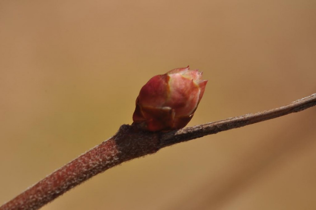 Blueberry bud (Vaccinium corymbosum) photo'd by Will Kerling on March 21, Beaver Dam Road (Cape May County).