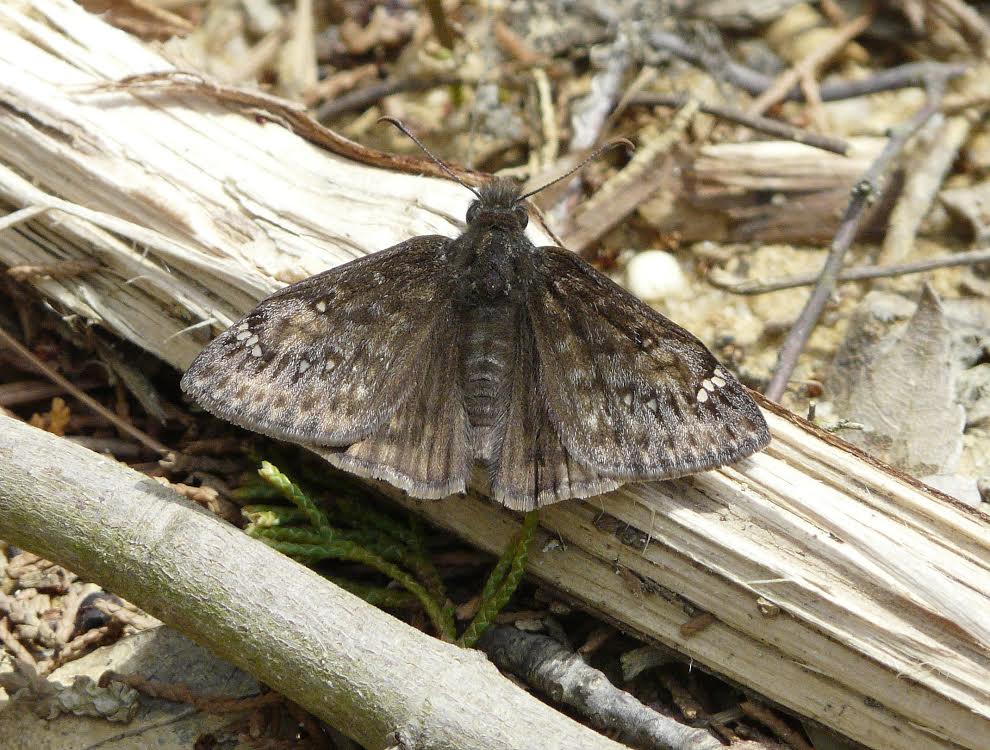 Juvenal's duskywing, Dennisville RR (CMY) photo'd by Bruce Ripley (visiting naturalist from Ontario) on  April 23, 2014.