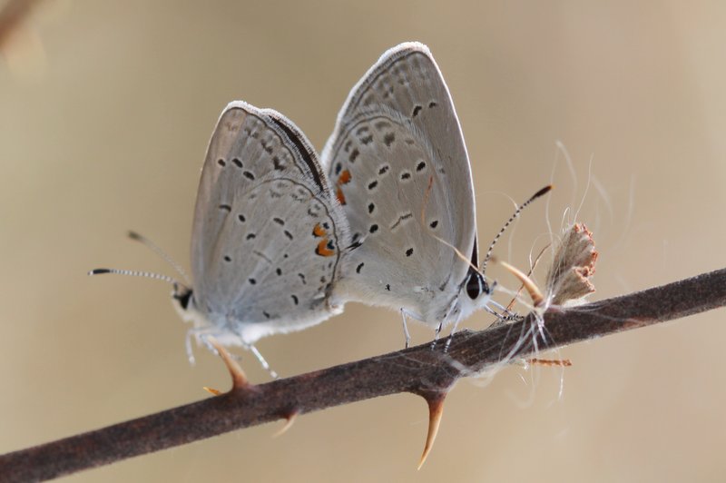 Eastern-tailed blues mating, Riverwinds Scenic Trail (GLO), photo'd by Dave Amadio on April 27, 2014.