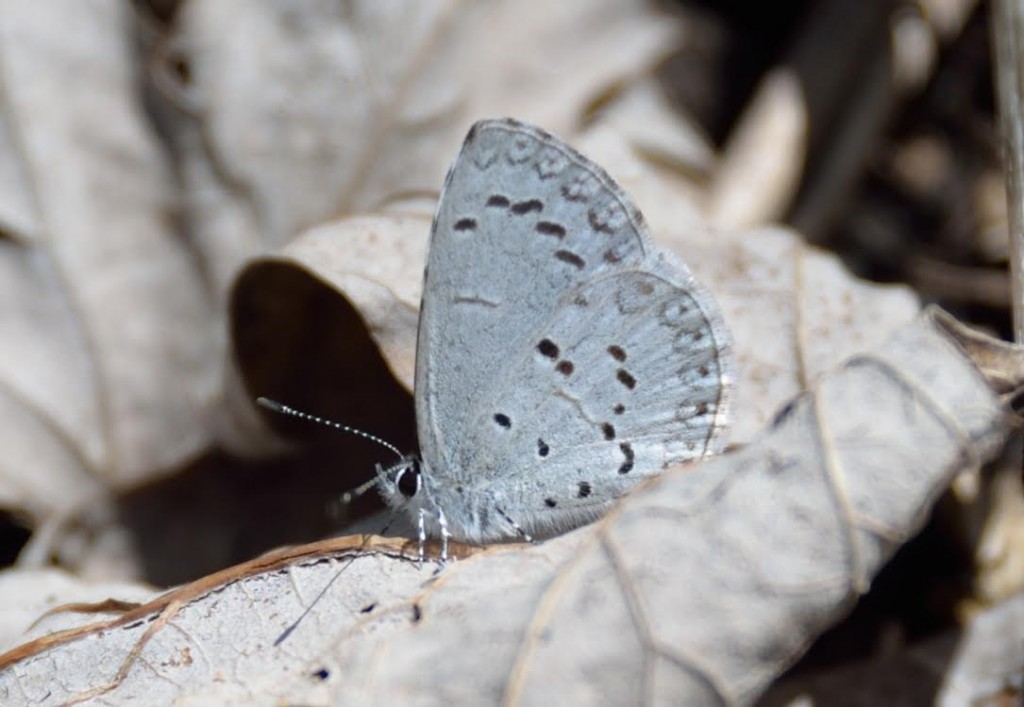 An apparent summer azure, spring form, photo'd by Gibson Reynolds in Saddlers Woods (CAM), April 16, 2014 