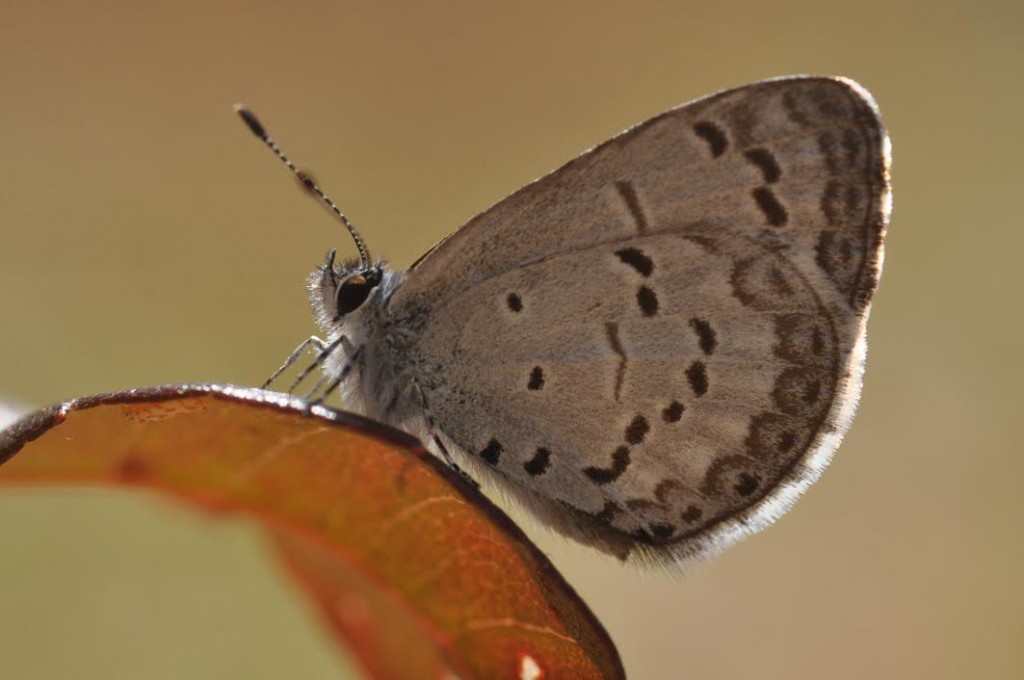 Blueberry azure, High's Beach (CMY), photo'd by Will Kerling on April 22, 2014.