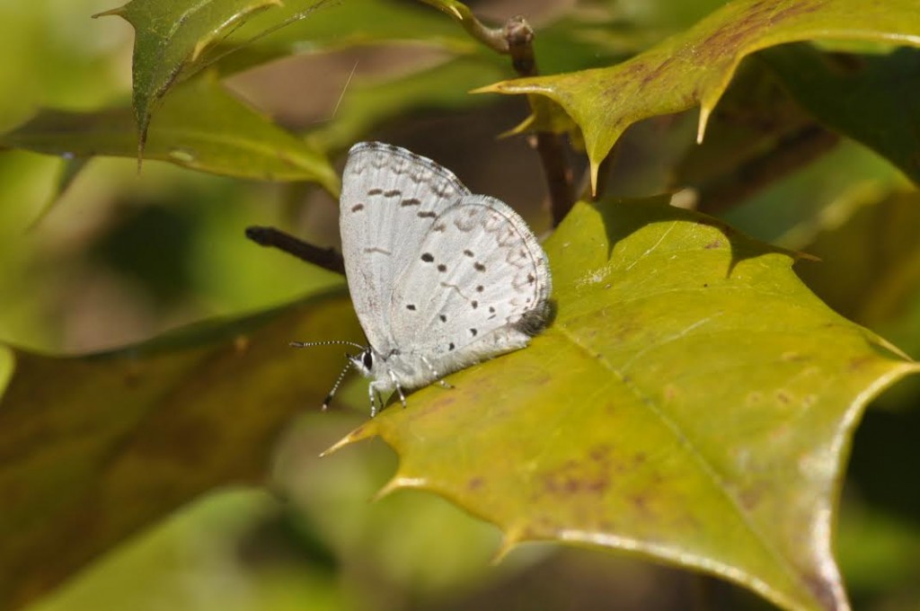 Female summer azure, spring form, photo'd by Will Kerling on Woodcock Trail (CMY) 4-9-14.  