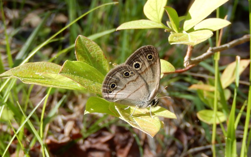 Little wood satyr photo'd by Jack Miller on May 25.