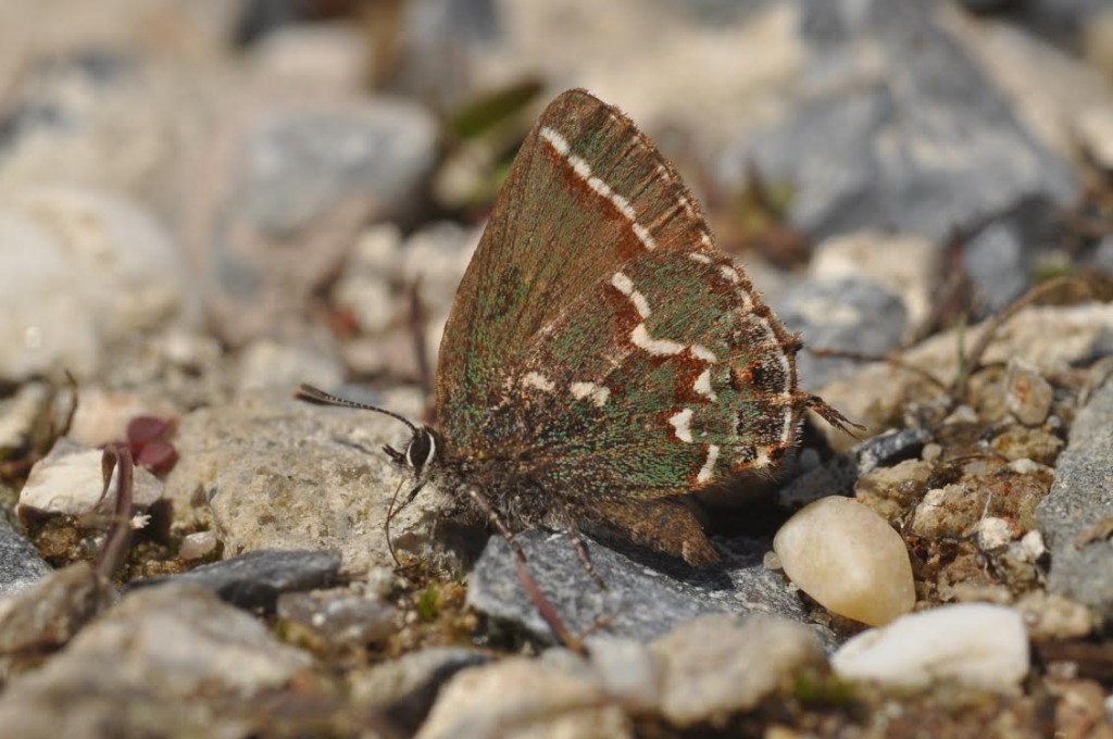 Juniper hairstreak photo'd by Will Kerling on High Beach on May 18.  
