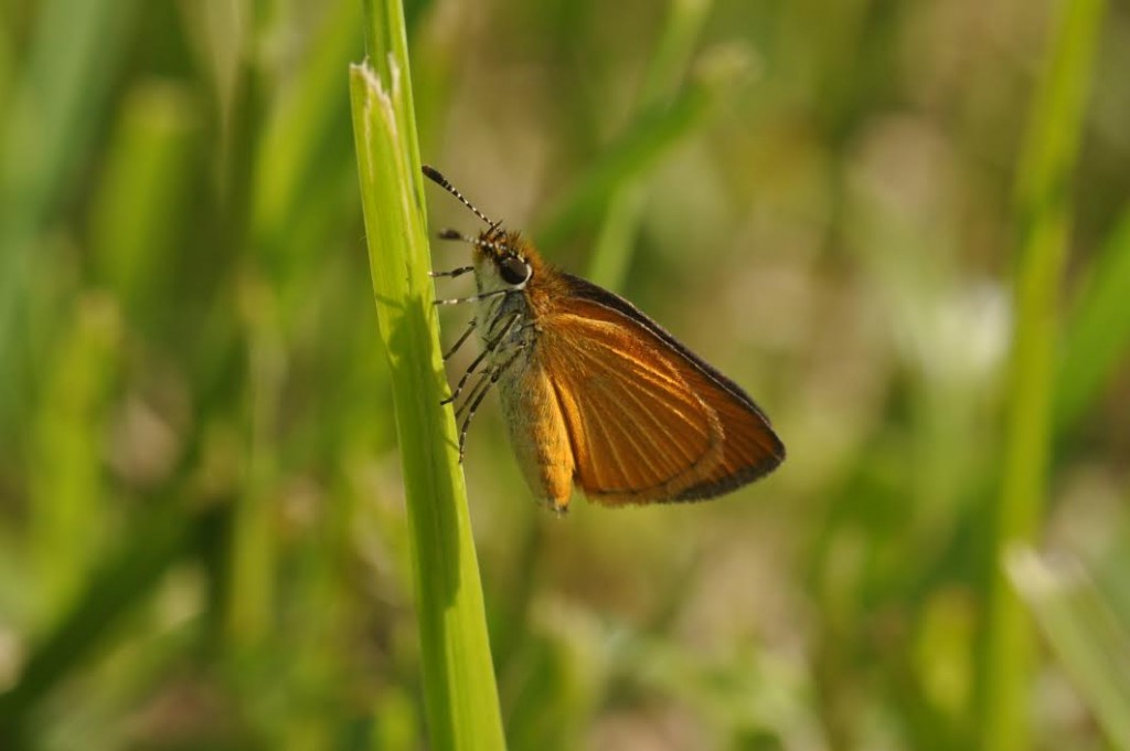 Least skipper photo'd by Will Kerling on May 24.