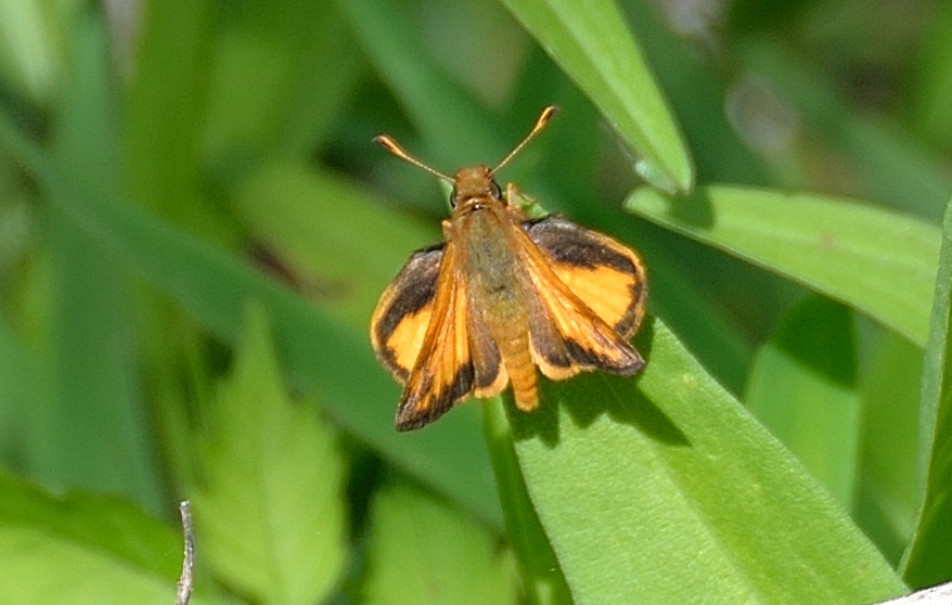 Male zabulon skipper at Cape May Point State Park, photo'd by Gibson Reynolds on May 26.