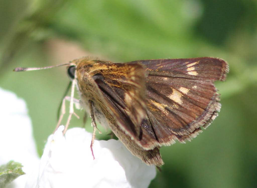 A puzzling skipper photo'd by Harvey Tomlinson at Hunters' Mill Bog on June 15, 2014.  