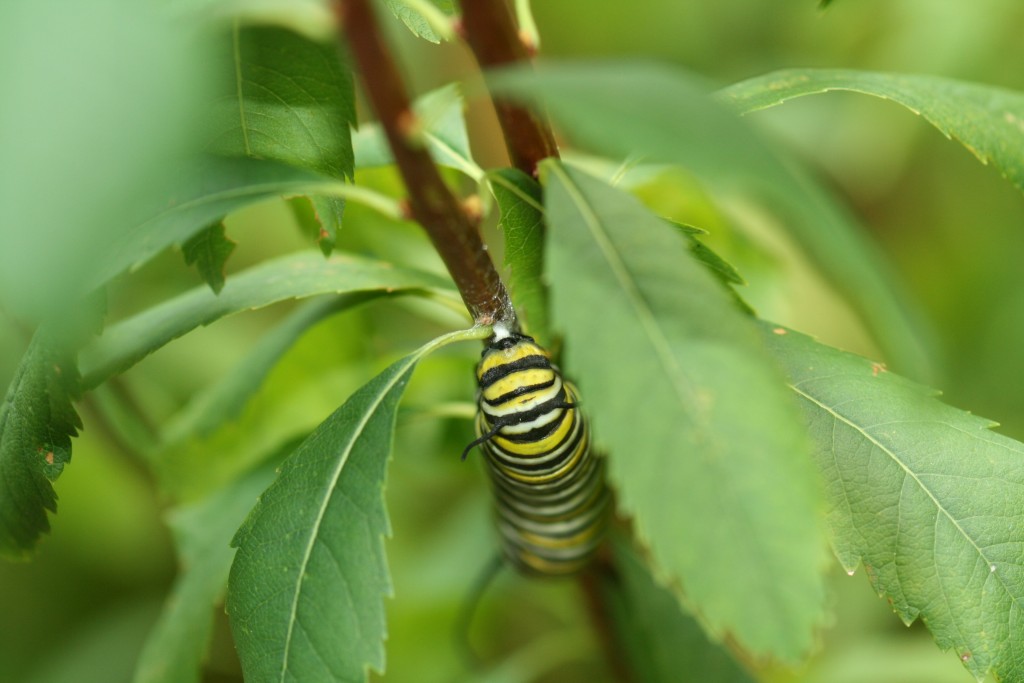 As this monarch prepares to pupate, has it already ingested a lethal dose of neonicotinoids?