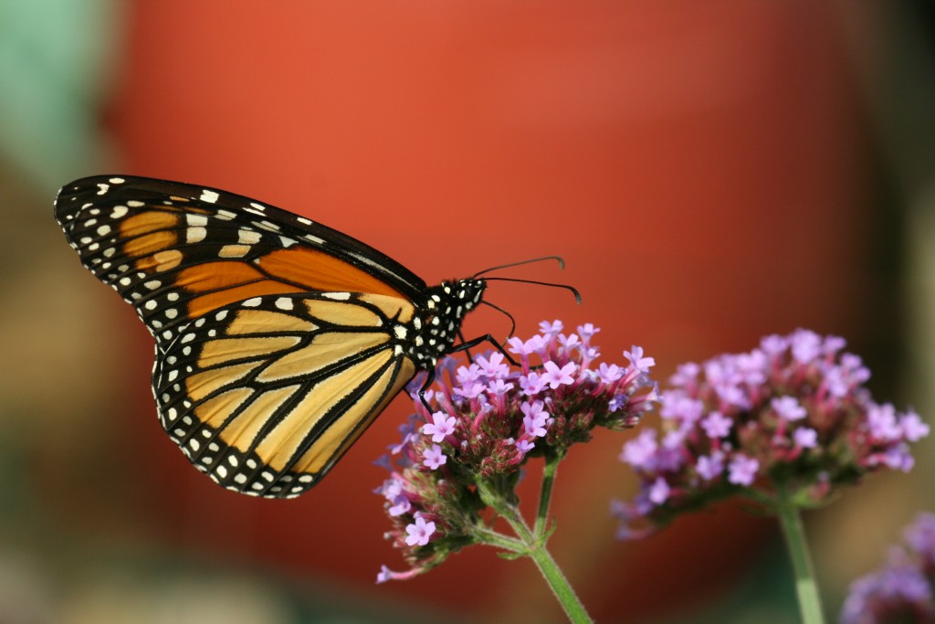 Monarchs (and other butterflies) could use some political action from  us.