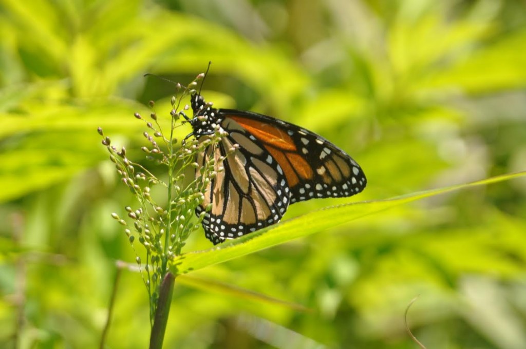 Freshly-emerged monarch, photo'd by Will Kerling, Cape May Point, June 6, 2014.