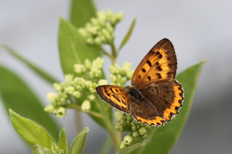 Bronze copper, photo'd by Dave Amadio in Salem County on June 8, 2014.  