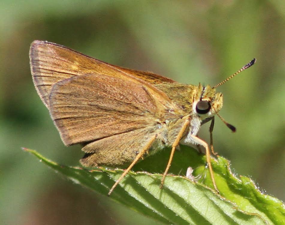 A crossline skipper, photo'd by Harvey Tomlinson at Hunter's Mill Bog on June 15.  (Note the hindwing crescent, just barely visible.)